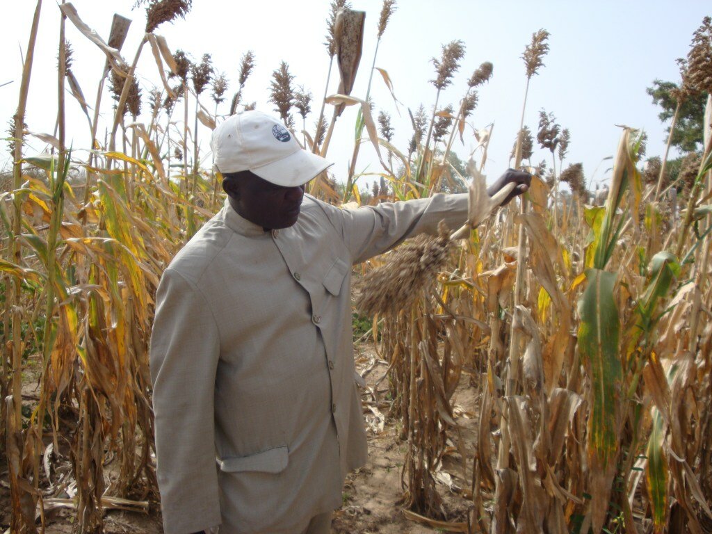 Résistance des cultures à la sécheresse: «Jakumbè», une variété de sorgho conseillée par Dr Boubacar Aly de l’IER