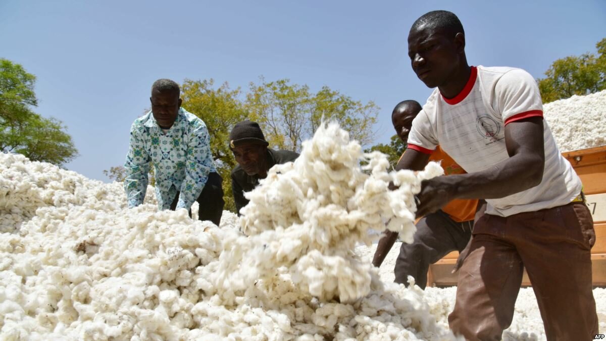 Burkina Faso : les raisons de la chute de la production cotonnière