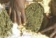 Mali: Quand une histoire de culture de drogue resurgit! les explications du DG de l'OCS
